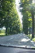 Tree-lined road near Feltre