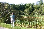 Lots of cat tails in Greenfield pond