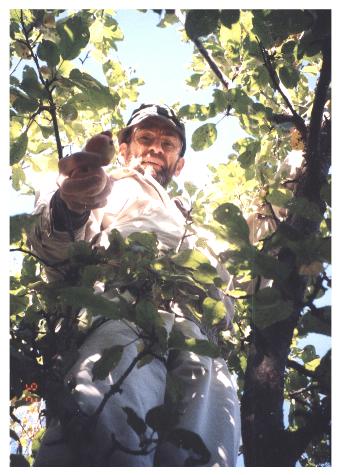 Paul (Tom) harvests apples