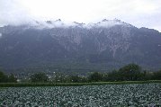 Abundent field of red cabbage on farm between Rhine and Vaduz hostel