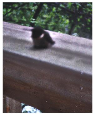 Stunned hummingbird on cottage deck railing