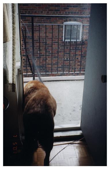 Moose makes use of new screen door