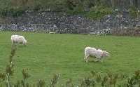 Sheep rising in Wales