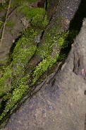 Moss and slug on root