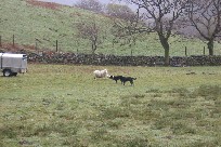 Sheep dogs await master's command