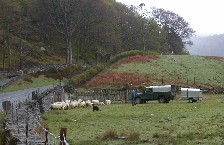 Dogs work the sheep towards the corral