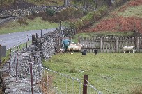 Dogs keep sheep cornered as Master gets them penned