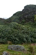 Rhodedendrons along river in Beddgelert