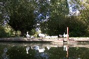 Flock of white ducks relaxing on shore
