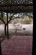 Two of Bonnie's chickens free range in our yard