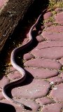 Contrast and brightness adjusted really close up look of likely Sonoran Gopher Snake