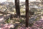 2 rabbits & a ground squirrel enjoy ground pickings under mesquite