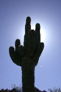 Shadow of saguaro makes contrail visible