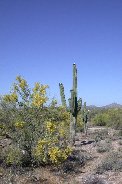 Saguaros in westward view