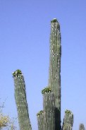Buds aplenty and few blooms on this saguaro