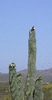 Cactus wren perched on Saguaro blossom