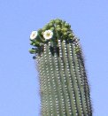 Saguaro buds & blooms closer-up