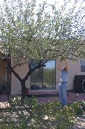 Neglected mesquite gets pruned