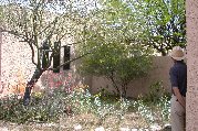 Overgrown cassia reaches for sun and overshadows neighbors