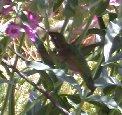 Find the hummingbird - #1
