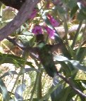 Find the hummingbird - #2