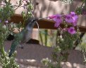 Find the hummingbird - #3