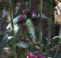 Find the hummingbird - #4