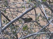Hummingbird rests - close up