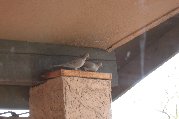 Doves change 'guard' at their nest
