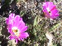 Blooming rambling cholla - close-up
