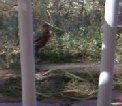 Real close view of unknown red bird