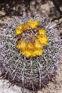 Blooming fishook barrel cactus