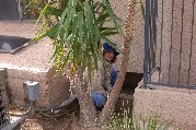 Kitty improves watering for yucca
