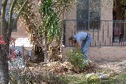Paul prunes the lower leaves of yucca before we repair water system