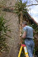 Removing dead yucca leaves