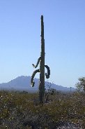 Symetically drooping arms on saguaro