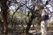 Picking our way through the mesquite trees