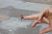 Butterfly perches on Paul's finger