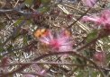 3 butterflies around fairyduster bloom