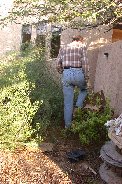 Paul works around uprooted cassia