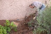 View of most of Cassia's roots we were able to dig up