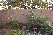 Struggling the large cassia into the wheelbarrow