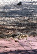 Ground squirrel examines the leavings