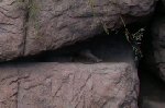 The wild cat Micky located asleep and just visible on a rock ledge - may be the bobcat