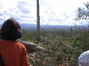 The distant view as well as coyote on rock gets everyone’s attention