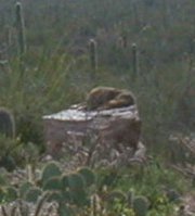 One of several coyotes in ASDM coyote habitat - this one snoozing in the sun on rock