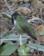 Nearby hummingbird at rest