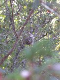 Hummingbird nest is the roundish mass in the middle