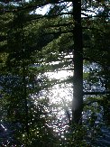 Probably the largest pine tree on the lake is on our property