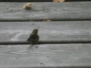 Hummingbird was able to fly away 20 min later - bet he had a terrible headache